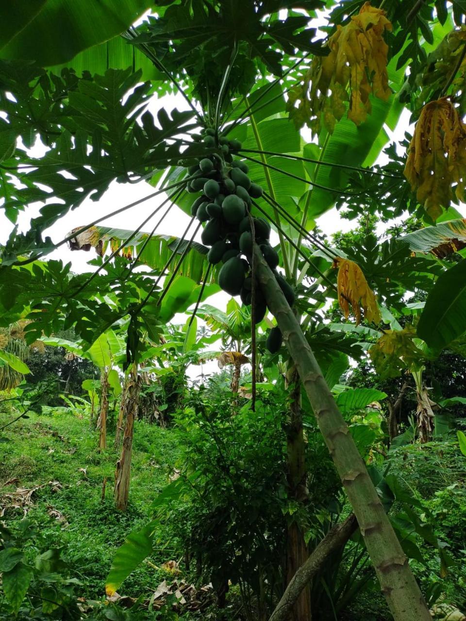 Cabana Wiwa Tayrona Лос-Наранхос Экстерьер фото