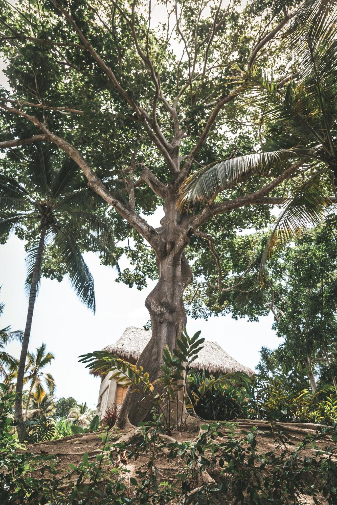 Cabana Wiwa Tayrona Лос-Наранхос Экстерьер фото